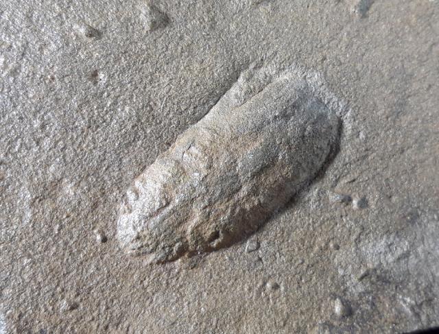 Rusophycus HALL 1852 (Ruhespur eines Trilobiten) - Bild © FossNet FossilienStore